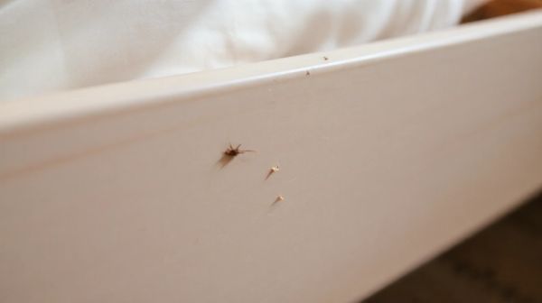 Identifier les signes de punaise de lit en un clin d'œil